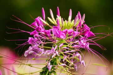 Close-up of Cleome Spinose flower