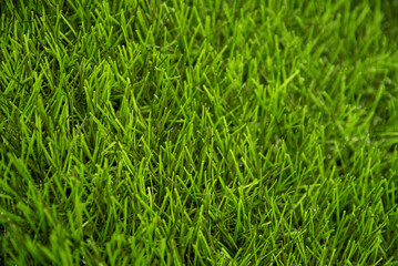 Obraz premium Green artificial lawn close up