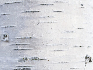 Birch trunk close-up. Natural texture of white birch bark. Frost is visible on the surface of the tree. - 794084661