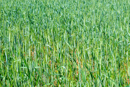 Agricultura, trigo o cebada