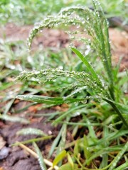 dew on the grass