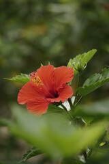 Close-up of hibiscus flowers blooming in the garden © Nguyen Thi Nhu Quynh