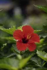 Close-up of hibiscus flowers blooming in the garden