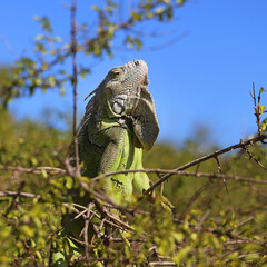 Wild Iguana in St Marten Island 