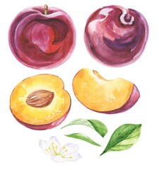 Plum food watercolour set, hand drawn illustration 
