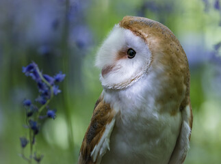 Barn Owl in Bluebells