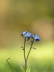 Alles Blüht und Spriest, blaue kleine Blüten vom Wald-Vergissmeinnicht (Myosotis sylvatica)
