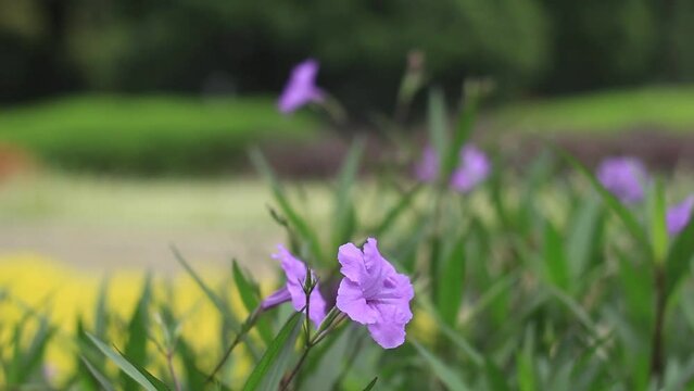 Flowers of purple color or Ruellia simplex sway in the wind.