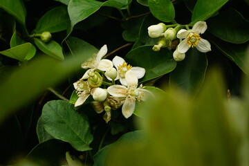Close-up of grapefruit flowers blooming on a tree