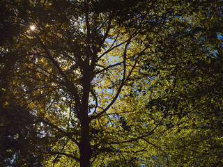 Alles Blüht und Spriest, Sonne flutet durch die Baumkrone einer Buche