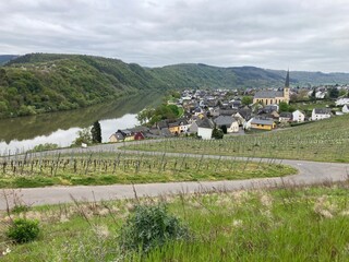 Blick auf das Weindorf Kröv an der Mosel im Frühling - 794091875