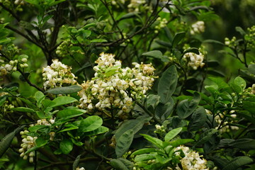 Close-up of grapefruit flowers blooming on a tree