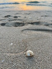 tender seashell on the wet sand
