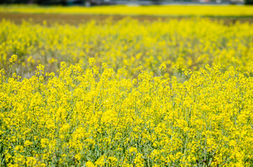 yellow field during rapeseed bloom at springtime, Brassica Rapa