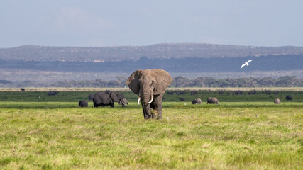 An elephant grazes the grasslands of Amboseli National Park, Kenya. Wide open space with big blue...