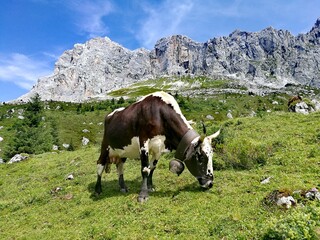 Fototapeta na wymiar Black and White Cow feeding grad on the hiking path SAC Carschina, Switzerland Wanderer Season Summer with mountains and flowers, blue sky