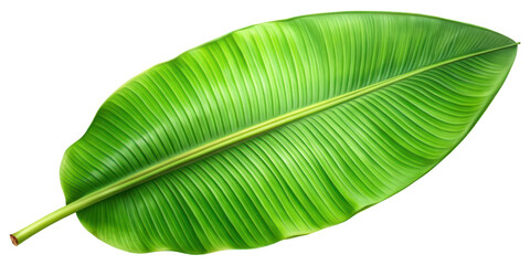green banana leaf isolated on transparent background