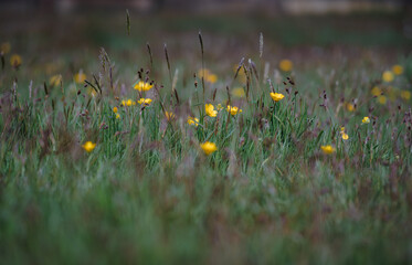 Wild Buttercup Flowers in Spring