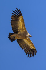 Buitres en la Sierra de Guadarrama