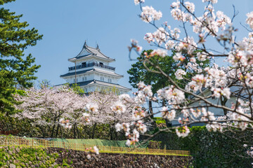 Shimabara castle with sakura blooming of cherry tree, Nagasaki
