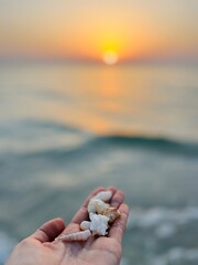Tender seashells on the hand, sea sunset background, warm colors, cute small seashells