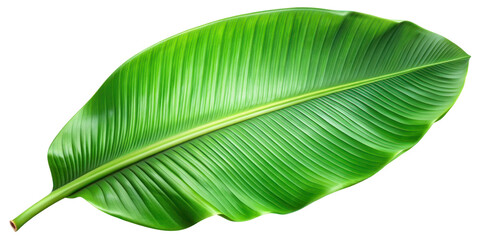 green banana leaf isolated on transparent background