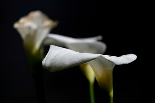 Les arums