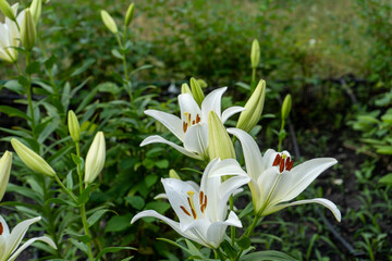 White lily flowers. Bud in the garden. Grow a bush of lilies. Petals, bud and leaves of a flower. Nature background. Summer flowers. Floriculture plant. Blossom closeup petal. Green floral flowerbed