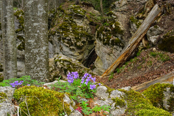 Waldveilchen (viola reichenbachia) beim Felsenmeersteig; Schwäbische Alb; bei Albstadt-Laufen;