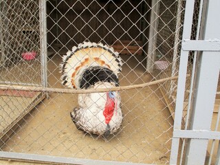 The aviary is filled with a variety of birds, including the magnificent turkeys