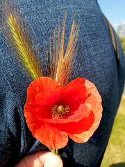 Red poppy flower and spikelets of meadow flowers

