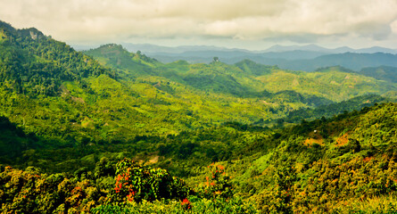 beautiful view of the cinnamon forest with a green hill in the background