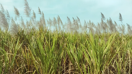 Sugarcane crop closeup image agriculture field rural scene