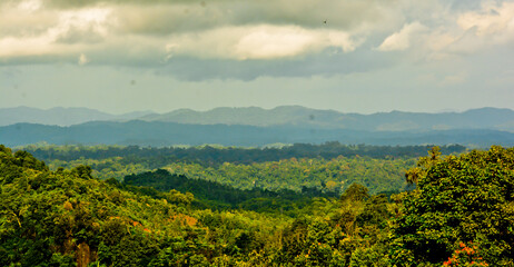 Obraz premium beautiful view of the cinnamon forest with a green hill in the background