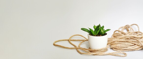 A small Sansevieria Spiky plant in a white pot. Jute rope and light stone in the background. Light...