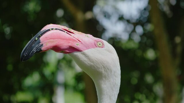 flamingo close up. flamingo scratching his neck.