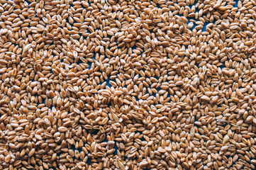 Dry wheat grains close-up. Natural background. Texture of seeds, top view.