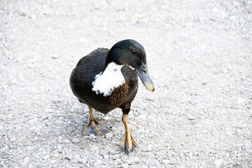 Close up of Mallard ducks looking for food