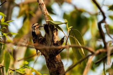 A woodpecker resting on a tree branch.