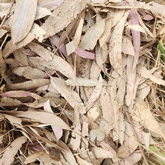 leaves background