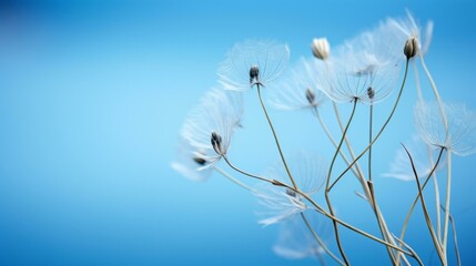 b'White fluffy dandelion flower seeds blowing in the wind with a blue background'