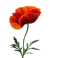 Red poppies blooming on a white background. independence, patriotism, hope, honor theme