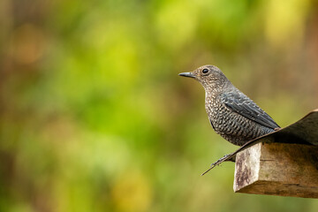 A Scaly Thrush bird resting on a roof.