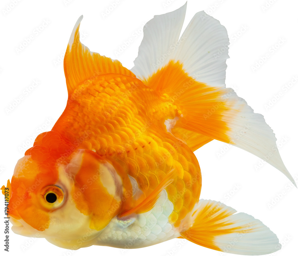 Wall mural Oranda goldfish isolated on white background close up