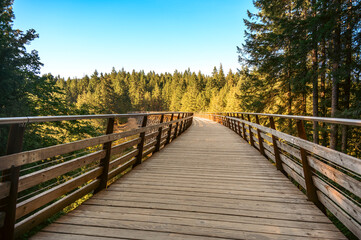 View of a wide pedestrian road on a wooden bridge, which stands in the forest, among green fir trees under a blue sky