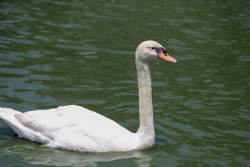 Close up White swan is cute in river