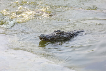 Close up salt crocodile is show head in river