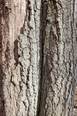 A close view of the tree bark surface.