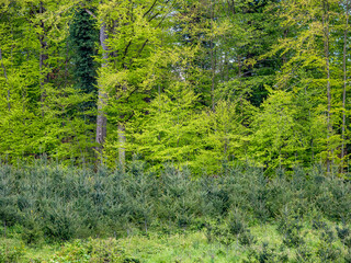Wiederaufforstung im Mischwald durch anpflanzen von Jungbäumen