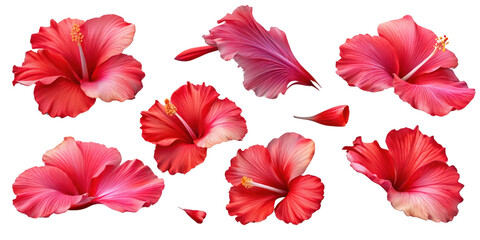 Set of red hibiscus flowers and leaves isolated on transparent background, Elements for design © PNG Grapix